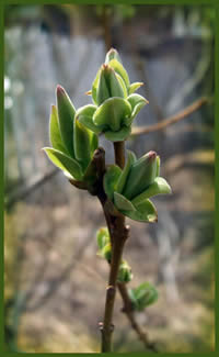 A single plant is in the foreground, ready to bloom.